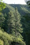 Knobcone Pines