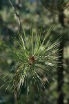 Knobcone Pine foliage