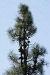 Knobcone Pine crown w/ cones attached to trunk