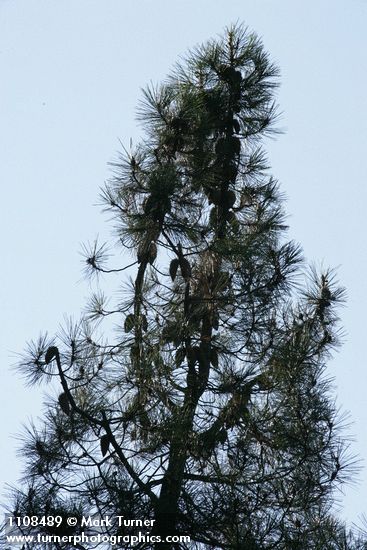 Pinus attenuata