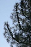 Knobcone Pine crown w/ cones attached to branches