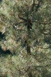 Knobcone Pine w/ cones attached to trunk