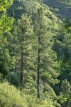 Knobcone Pines