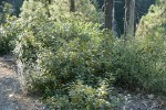 Golden Chinquapin bush form