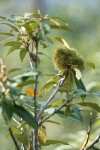 Golden Chinquapin burs among foliage