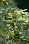 Golden Chinquapin burs among foliage