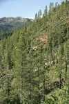 Knobcone Pines on hillside