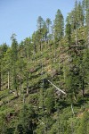 Knobcone Pines on hillside