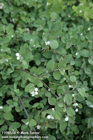 Symphoricarpos hesperius