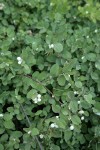 Creeping Snowberry