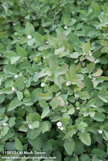 Symphoricarpos hesperius