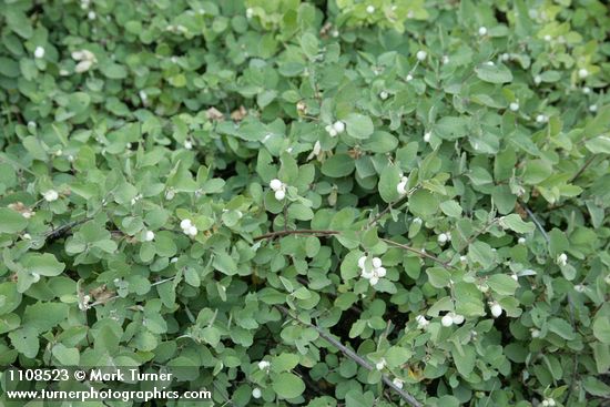 Symphoricarpos hesperius