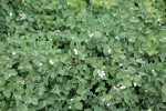 Creeping Snowberry