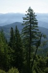 Klamath mountains conifer landscape w/ Douglas-fir; Ponderosa Pine; Knobcone Pine