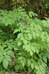 California Spikenard fruit & foliage