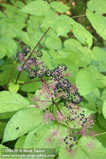 Aralia californica