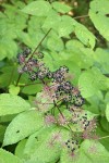 California Spikenard fruit & foliage