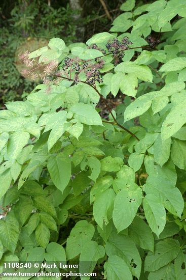 Aralia californica