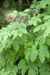 California Spikenard fruit & foliage