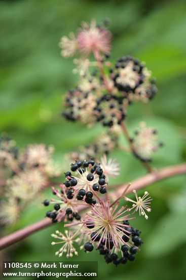 Aralia californica