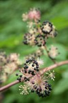 California Spikenard fruit