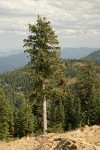 Foxtail Pine