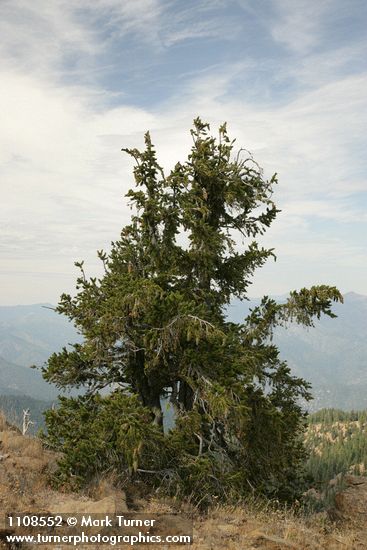 Pinus balfouriana