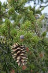 Foxtail Pine foliage & cone