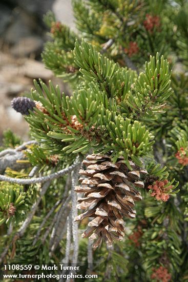 Pinus balfouriana