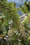 Foxtail Pine foliage & immature cones