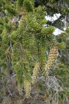 Foxtail Pine foliage & immature cones