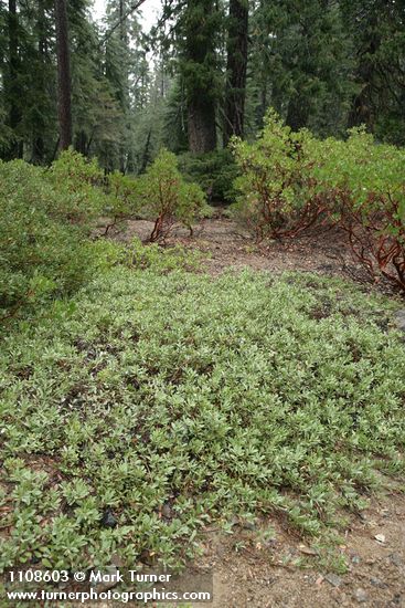 Arctostaphylos klamathensis; A. patula