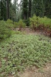 Klamath Manzanita surrounded by Green Manzanita