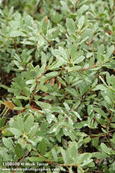 Arctostaphylos klamathensis