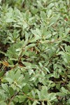 Klamath Manzanita foliage