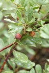 Klamath Manzanita fruit & foliage