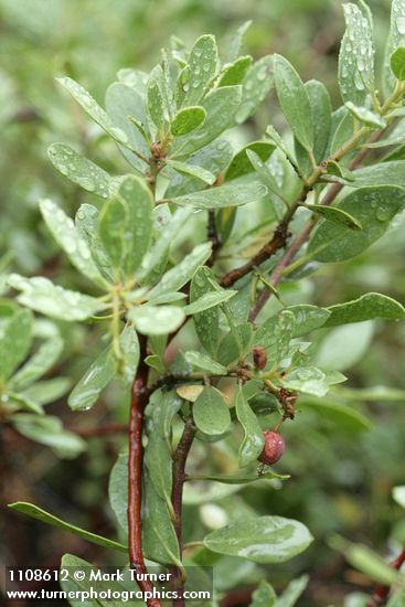 Arctostaphylos klamathensis