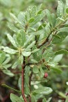 Klamath Manzanita fruit & foliage