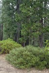 Huckleberry Oaks, Green Manzanita, Incense-cedar, Douglas-fir