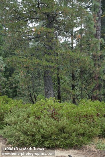 Quercus vacciniifolia; Arctostaphylos patula; Pinus monticola; Pinus ponderosa