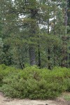 Huckleberry Oaks, Green Manzanita, Western White Pine, Ponderosa Pine