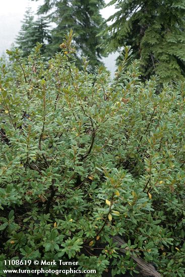 Chrysolepis sempervirens