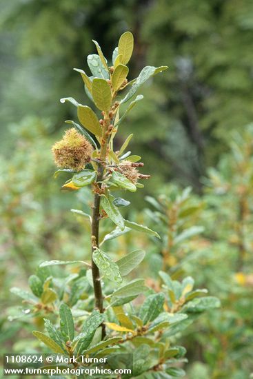 Chrysolepis sempervirens