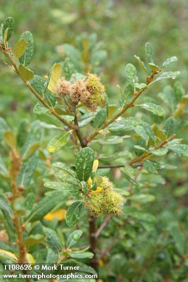 Chrysolepis sempervirens