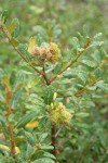 Bush Chinquapin burs & foliage