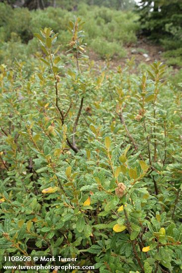 Chrysolepis sempervirens