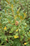 Bush Chinquapin burs & foliage