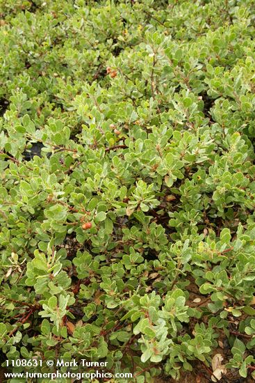 Arctostaphylos nevadensis