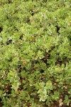 Pinemat Manzanita in fruit