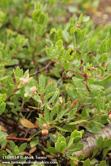 Arctostaphylos nevadensis